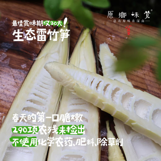 生态雷竹笋（基地直发-顺丰包邮 ）｜4.5斤/箱，来自四川蒲江，生产者：张家银【合作生产，公平贸易】 商品图0