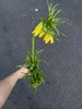 荷兰小众高端进口花材皇冠贝母5枝 商品缩略图10