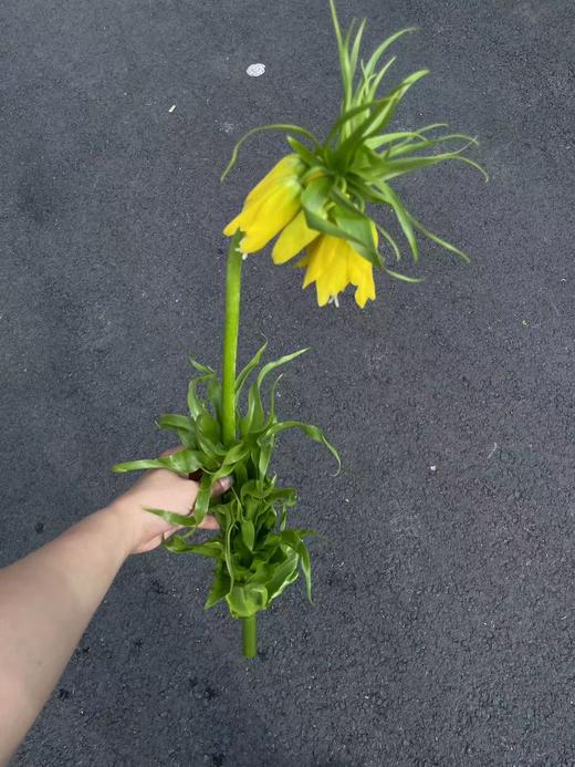 荷兰小众高端进口花材皇冠贝母5枝 商品图10