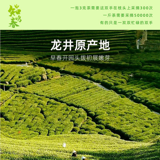 【原产地直采】明前特级龙井茶 2025新茶 正宗杭州头采绿茶 畅饮装75g/礼盒装200g【下单即赠试饮装2包】 商品图4