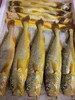 福建半野生大黄鱼35（1条约400-500g左右） 冰鲜，明天到 商品缩略图2