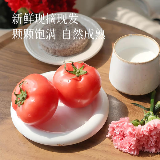 【记忆中的番茄味】普罗旺斯番茄 新鲜现摘现发 颗颗饱满自然成熟 沙瓤软心 不催熟不打药 不打催红素的西红柿 凉拌、炖炒都好吃~ 商品图2