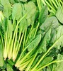 山东菠菜 | 蔬菜 商品缩略图0