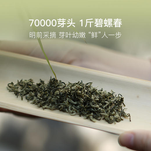 碧螺春 | 明前采摘“鲜”人一步，鲜春滋味清爽甘醇 商品图2