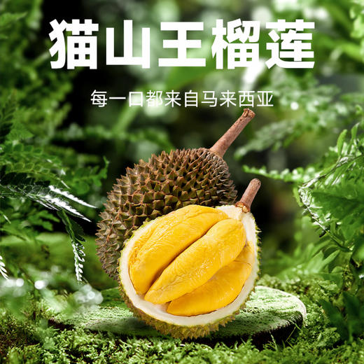 【BF】猫山王榴莲精品整果A级（房数保证 不足包赔） 商品图6