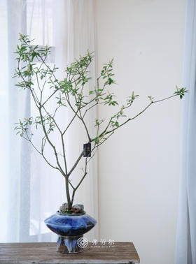 蓝色盆造型春花