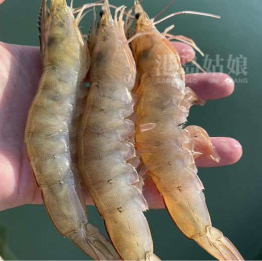 & 带虾膏的（白笋虾）🦐肉质鲜甜紧实，蛋白质含量超高，难得的品质虾！活冻 商品图0