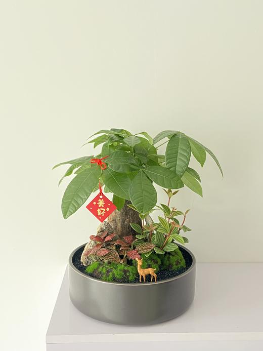 发财树/MXY黑328 商品图0