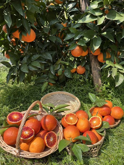 【血脐橙之乡】李子妃血脐橙5斤装  长寿湖秘境滋养 一整颗都是花青素 花香 蜜香 玫瑰香 橙香 品过难忘 商品图6