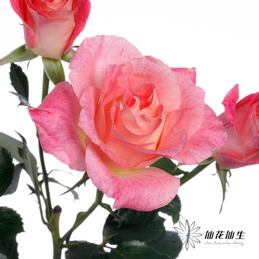 多头玫瑰 | 繁花似锦 商品图0