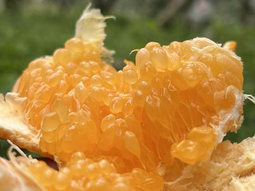 农友直发｜生态耙耙柑·四川农友刘社洪，下单后排队发出，现采现发，遇雨顺延！ 商品图4