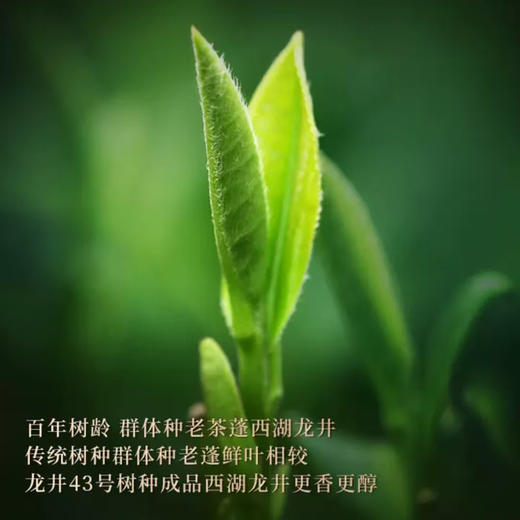 【西湖工夫】 2026年西湖龙井明前特级茶叶礼盒  高端绿茶国之印*万象300g 商品图2