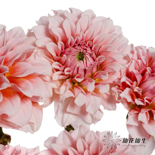 配花 | 大丽花粉色桃子 商品图4