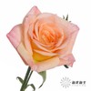 多头玫瑰 | 簪花笑 商品缩略图5