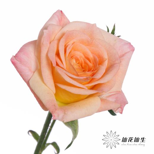 多头玫瑰 | 簪花笑 商品图5