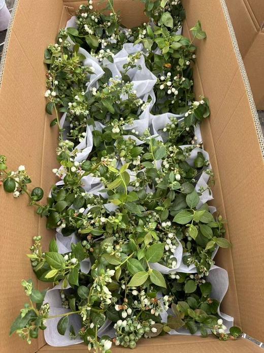 蓝莓苗一盆（补单） 商品图1