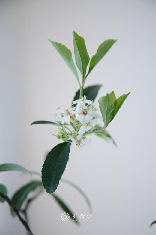 米色盆造型春花 商品图2