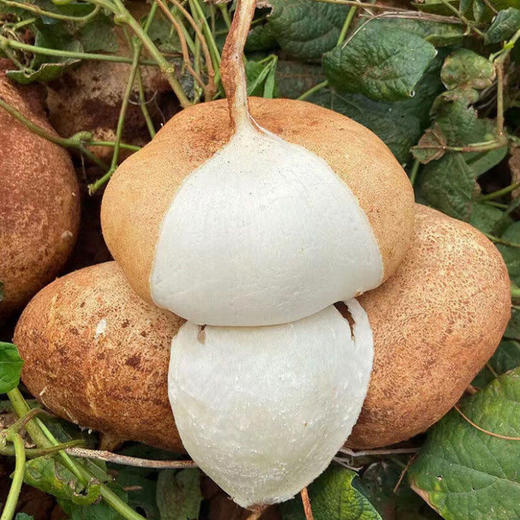 【广东凉薯】 清凉水分多 3斤/5斤 商品图2