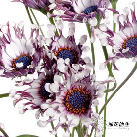 小菊 | 蓝目菊