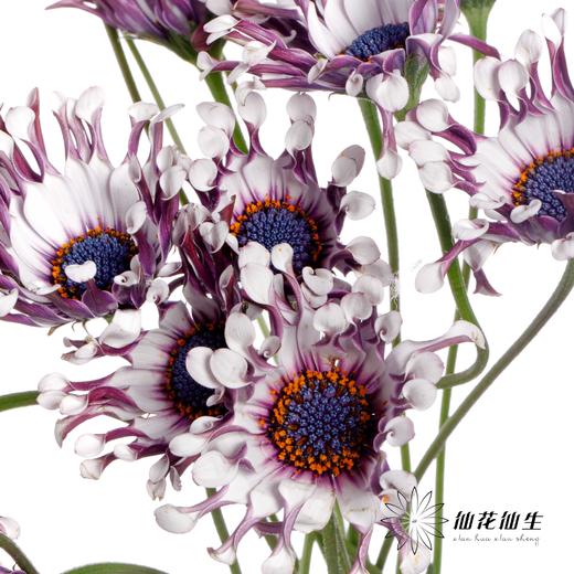 小菊 | 蓝目菊 商品图0