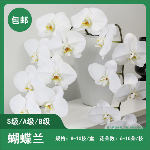 蝴蝶兰切花 1盒 （10枝）包邮 商品图0