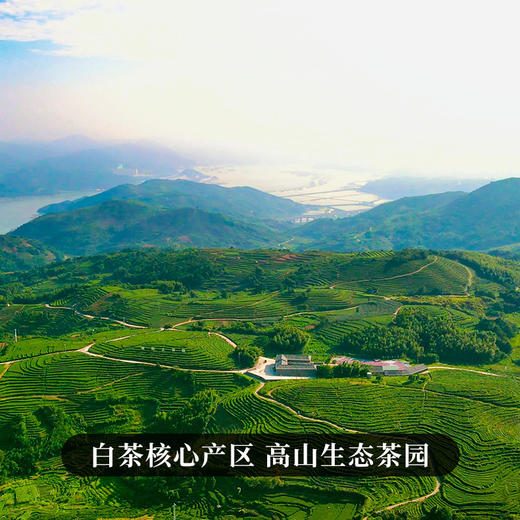 秋冬必备【福鼎白茶】【春水花香】2018年春寿眉大毫茶 ，七年标准化干仓储存；白茶不炒制，柔和更健康，源自正宗福鼎白茶喝的放心！300克/饼 8饼/提 商品图1