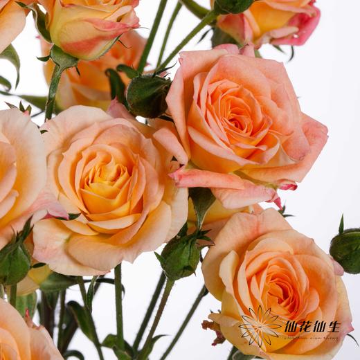 多头玫瑰 | 簪花笑 商品图2