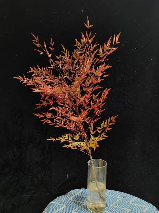 精品秋色绿色南天竹 商品图3