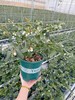 蓝莓苗一盆（补单） 商品缩略图0