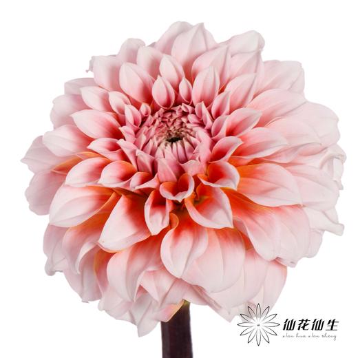 配花 | 大丽花粉色桃子 商品图2