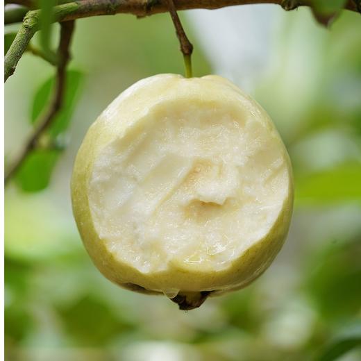 广西白心芭乐 3斤/5斤单果150g+ 商品图1