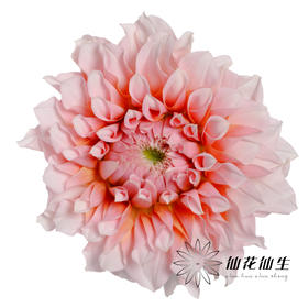 配花 | 大丽花粉色桃子