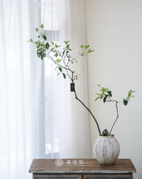 米色盆造型春花