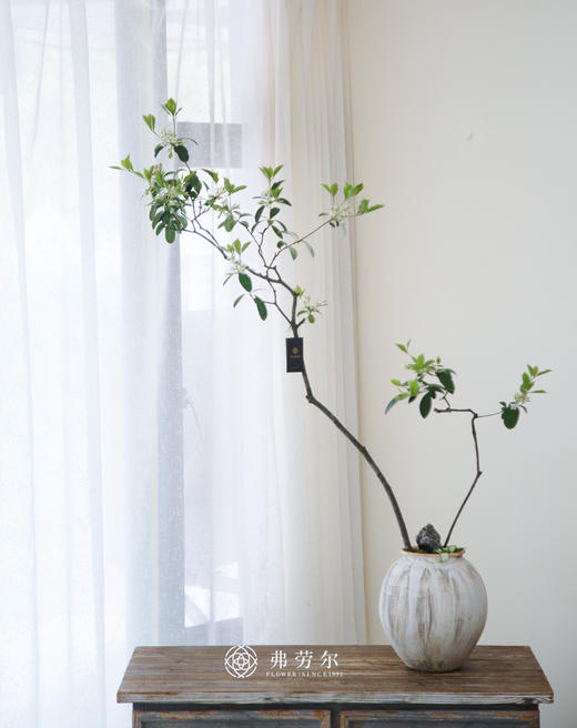 米色盆造型春花 商品图0