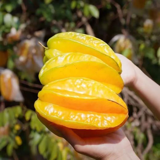 【新鲜采摘❗️杨桃】好品质来自好产地，当季整箱洋桃鲜果，新鲜扬桃五角星阳桃L 商品图0