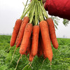 【河南新鲜胡萝卜】4.5斤装 现挖带泥发货 蒸炒煮皆宜 商品缩略图0