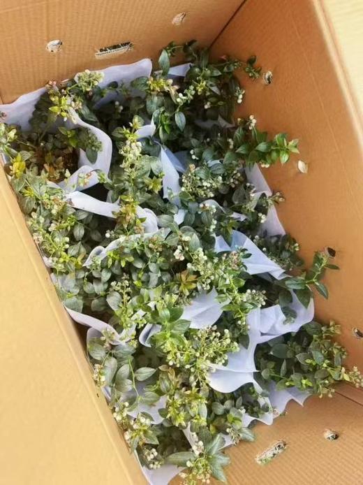 蓝莓苗一盆（补单） 商品图3