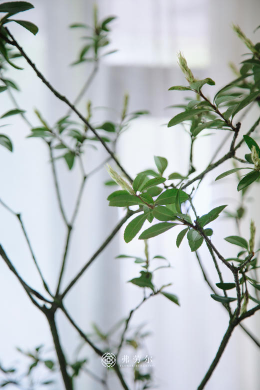 蓝色盆造型春花 商品图3