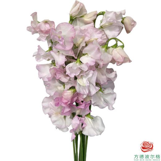 香豌豆 粉白双色 商品图0