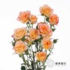 多头玫瑰 | 簪花笑 商品缩略图1