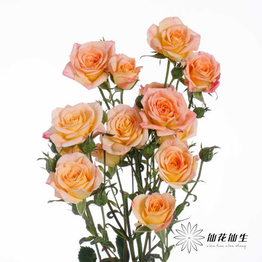 多头玫瑰 | 簪花笑 商品图1