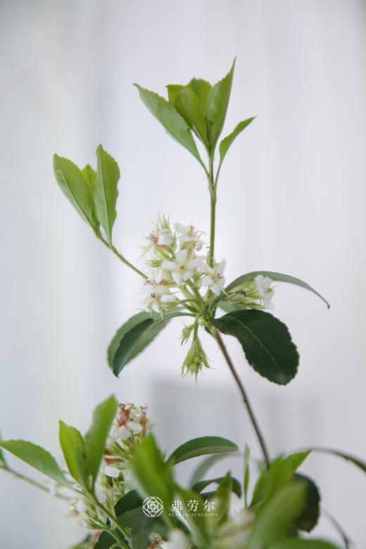 米色盆造型春花 商品图3