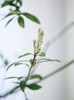 蓝色盆造型春花 商品缩略图2