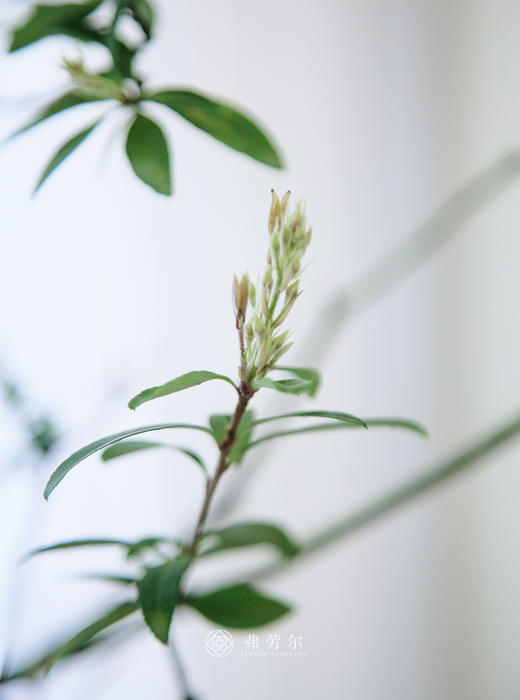 蓝色盆造型春花 商品图2