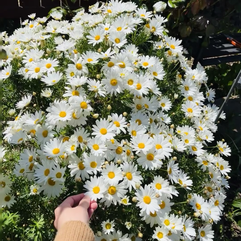 玛格丽特（冰菊）