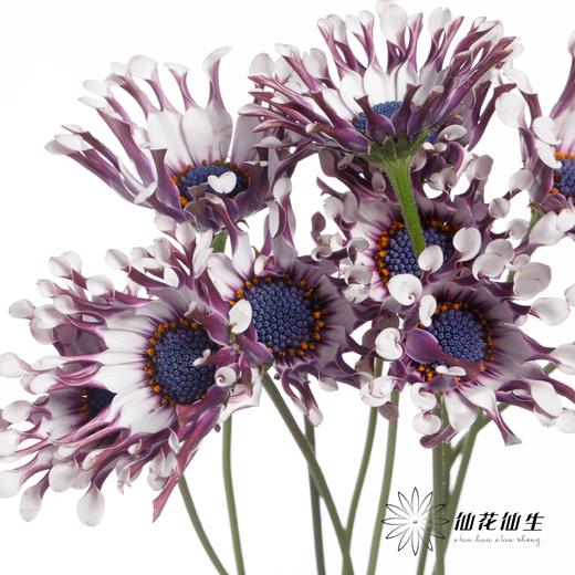 小菊 | 蓝目菊 商品图2