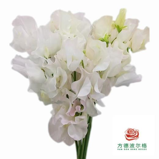 豌豆花 奶油粉双色 商品图0