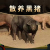 散养黑猪肉  好吃不贵 现杀鲜肉 邮政冷鲜空运包邮 商品缩略图0
