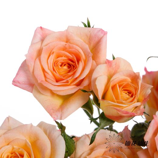 多头玫瑰 | 簪花笑 商品图3