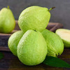 广西白心芭乐 3斤/5斤单果150g+ 商品缩略图4
